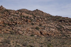 Aloidendron dichotomum