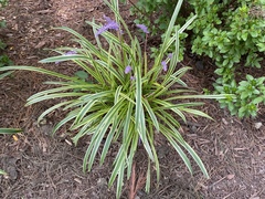 Liriope muscari