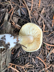 Tricholoma saponaceum