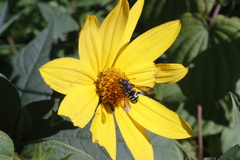 Paranthidium jugatorium