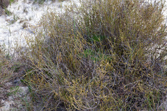 Euchaetis pungens