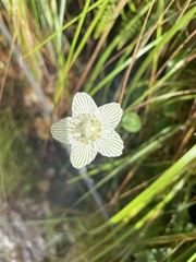 Parnassia asarifolia