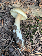 Tricholoma saponaceum