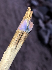 Leptotes marina