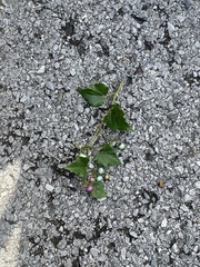 Ampelopsis