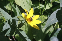 Paranthidium jugatorium