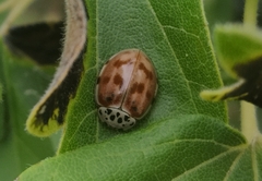 Harmonia quadripunctata