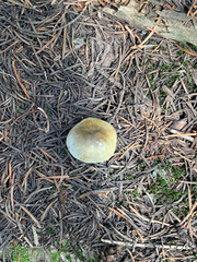 Tricholoma saponaceum