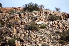 Aloidendron dichotomum