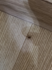 Steatoda castanea