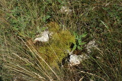 Paeonia tenuifolia