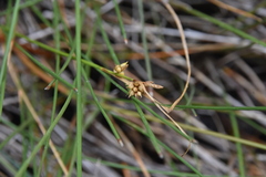 Carex viridula
