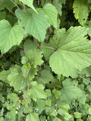 Vitaceae