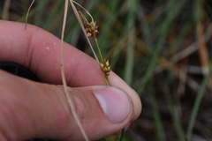 Carex viridula
