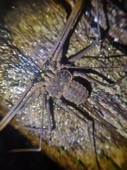 Amblypygi