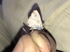Leptotes marina