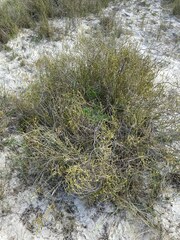 Euchaetis pungens