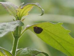 Harmonia dimidiata