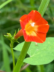 Ipomoea coccinea