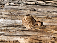 Arrhenia epichysium