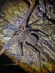 Amblypygi