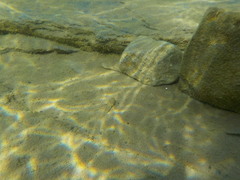 Neogobius melanostomus