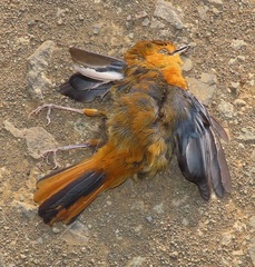 Cossypha natalensis natalensis