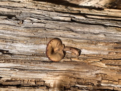 Arrhenia epichysium