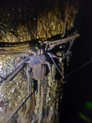 Amblypygi