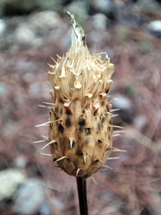 Cardueae