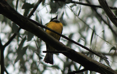 Pachycephala pectoralis