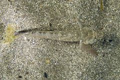 Gobius incognitus
