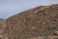 Aloidendron dichotomum