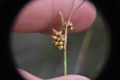 Carex viridula