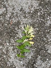 Lonicera