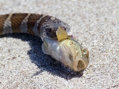 Neogobius melanostomus