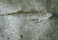 Gobius incognitus