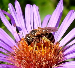 Megachilini