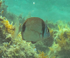 Diplodus vulgaris
