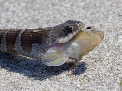 Neogobius melanostomus