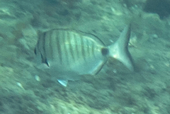 Diplodus puntazzo