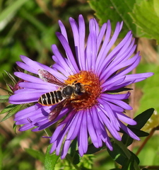 Megachilini