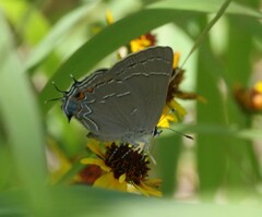 Satyrium favonius