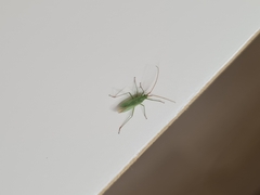 Phytocoris tiliae