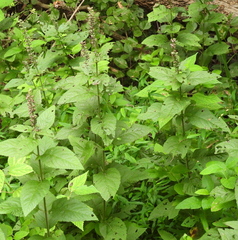 Teucrium canadense