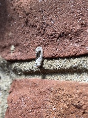 Ponometia erastrioides