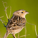 Grasshopper Sparrow - Photo (c) greglasley, some rights reserved (CC BY-NC), uploaded by Greg Lasley