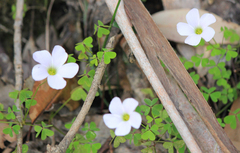 Oxalis incarnata