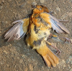 Cossypha natalensis natalensis