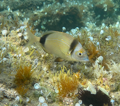 Diplodus vulgaris